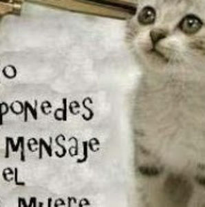 Meet your Posher, Alonso